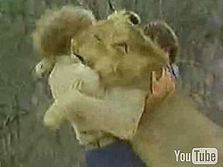 Cute Alert: Lion Has Two Daddies